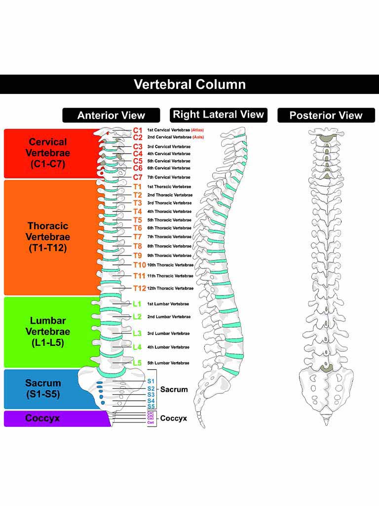 Anatomy Shown for Pain Spots